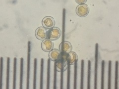 Puccinia oxalidis