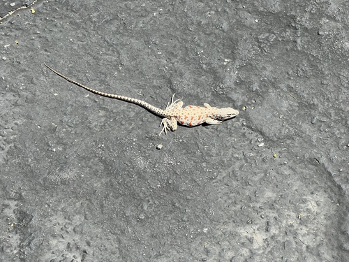 iNaturalist observation photo of Long-nosed Leopard Lizard