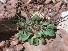 Eriogonum wetherillii