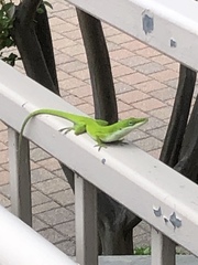 Anolis carolinensis