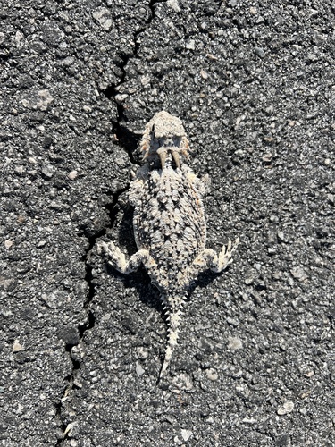 iNaturalist observation photo of Desert Horned Lizard