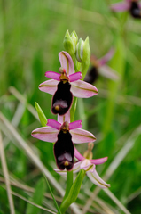 Ophrys bertolonii