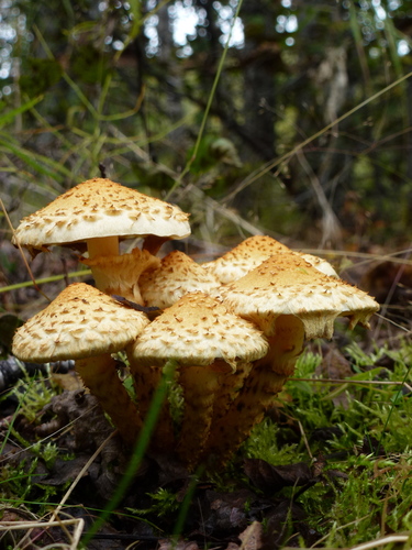 shaggy scalycap