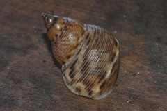 Littorininae