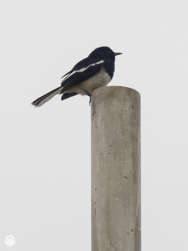 Oriental Magpie-Robin