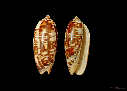 Oliva tremulina observed 2016-10-10