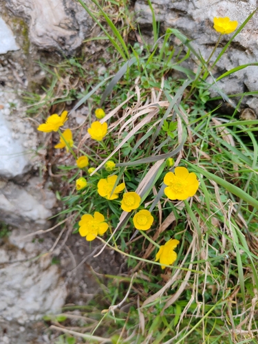 Image of Ranunculus carinthiacus by (c) Ljaž, some rights reserved (CC BY)