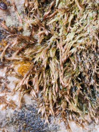 Fine-leaved Erect-capsule Moss (Orthothecium intricatum)