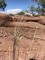 Hesperostipa comata