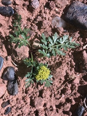 Cymopterus