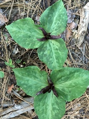 Trillium angustipetalum