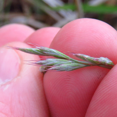 Festuca ovina