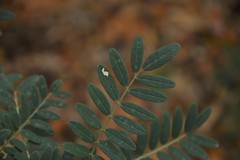 Sophora macrocarpa