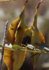 Neodiplogrammus quadrivittatus