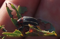 Neodiplogrammus quadrivittatus