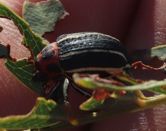 Neodiplogrammus quadrivittatus