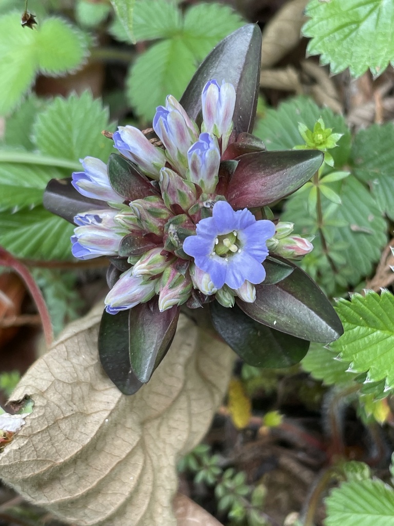 Gentiana capitata