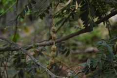 Sophora macrocarpa