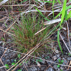 Festuca ovina
