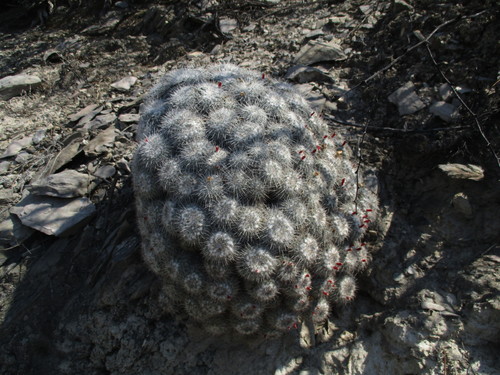 Mammillaria parkinsonii