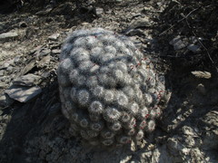 Mammillaria parkinsonii