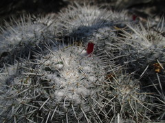 Mammillaria parkinsonii