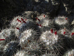 Mammillaria parkinsonii