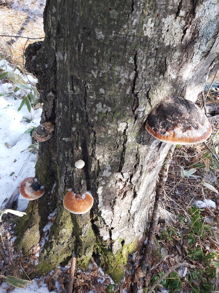 Fomitopsis pinicola · February 2024 · photo: © twan3253 (iNaturalist, cc-by)