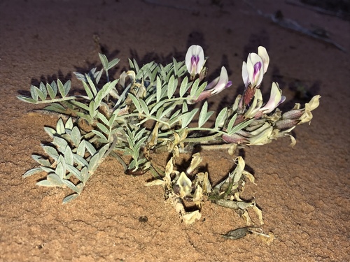 Fisher Milkvetch (Astragalus piscator)