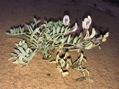 Astragalus piscator
