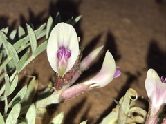 Astragalus piscator