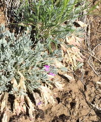 Astragalus calycosus
