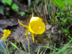 Narcissus bulbocodium