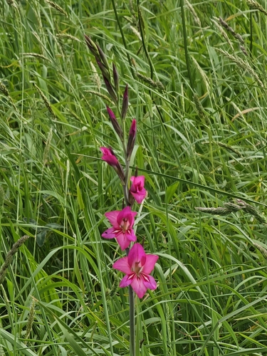 Image of Gladiolus communis by (c) Diego González Dopico, some rights reserved (CC BY)
