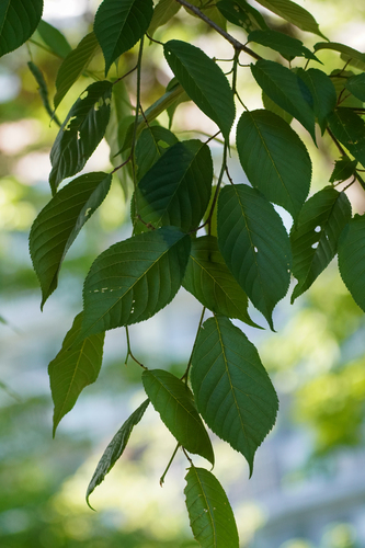 Image of Prunus jamasakura by (c) WATANABE Hitoshi 渡辺仁, some rights reserved (CC BY)