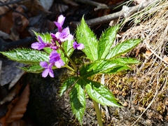 Cardamine pentaphyllos