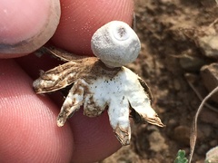 Geastrum minimum
