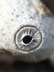 Geastrum minimum