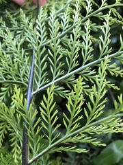 Asplenium × lucrosum