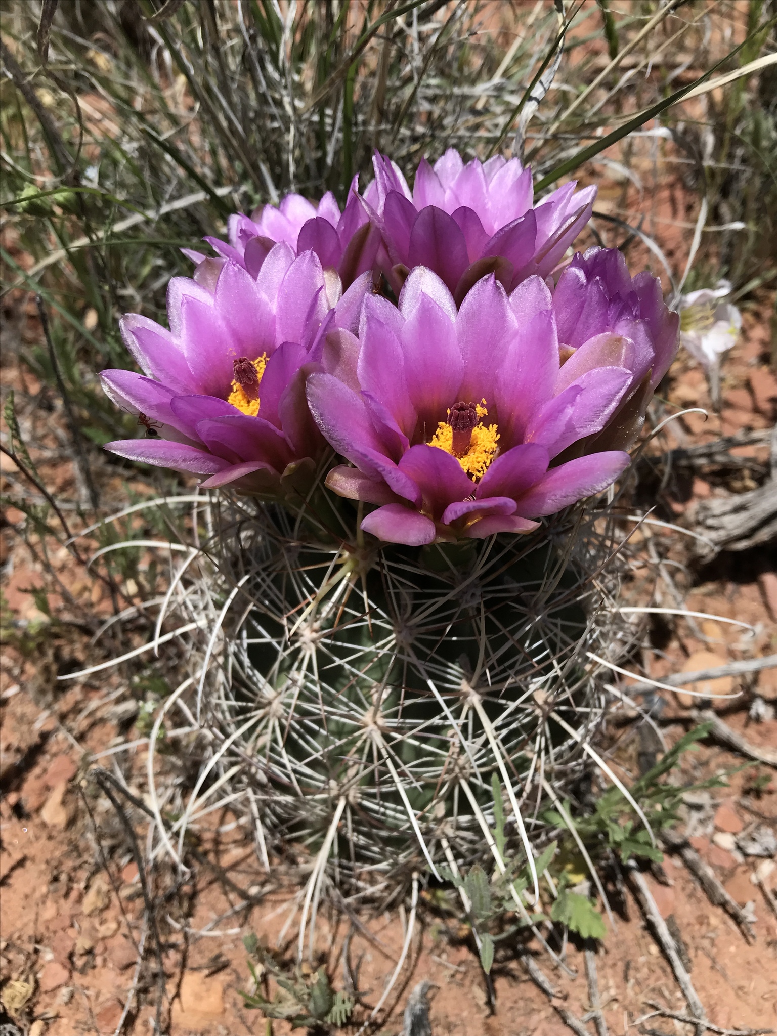 Sclerocactus brevihamatus - Wikipedia