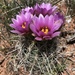 Smallflower Fishhook Cactus - Photo no rights reserved, uploaded by Robb Hannawacker