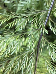 Asplenium × lucrosum