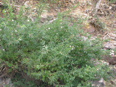 Cephalanthus salicifolius