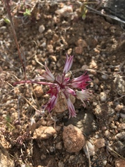 Allium parishii