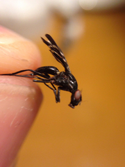 Tritoxa flexa