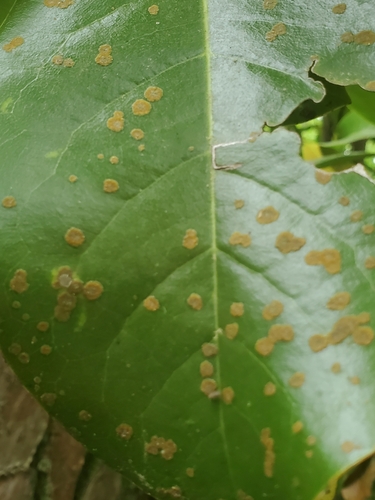 Image of Cephaleuros virescens by (c) Jason Hernandez, some rights reserved (CC BY)