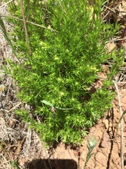 Galium andrewsii