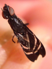 Tritoxa flexa