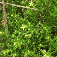 Galium andrewsii