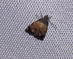 Tripudia goyanensis